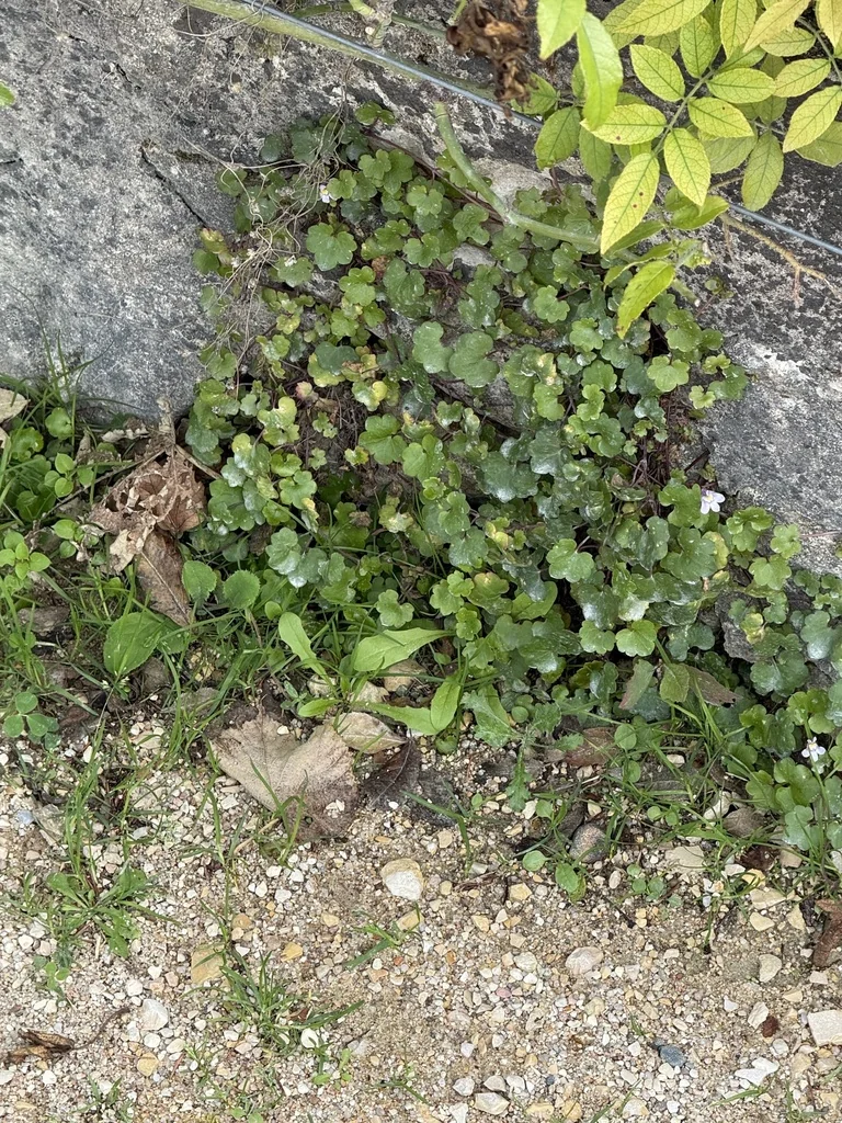 Cymbalaria Muralis