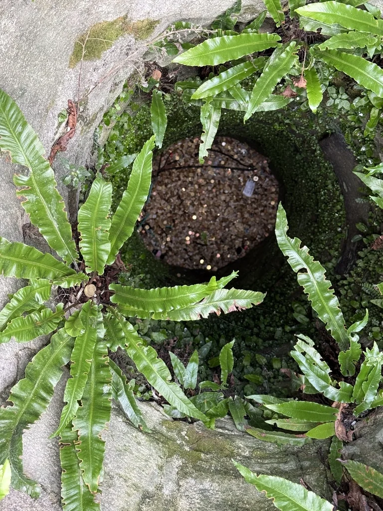 Asplenium Scolopendrium