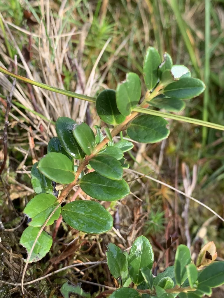 Vaccinium Vitis-Idaea