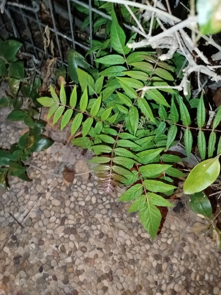 Ailanthus Altissima