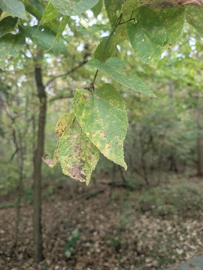 Celtis Occidentalis