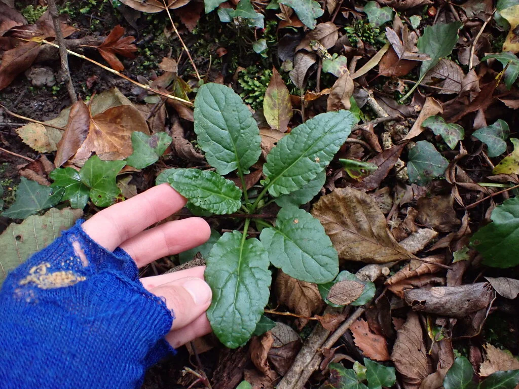 Ajuga Reptans