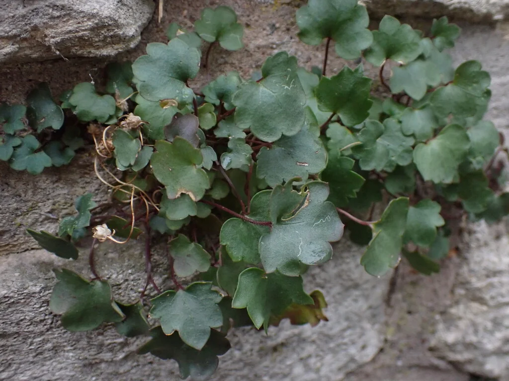 Cymbalaria Muralis