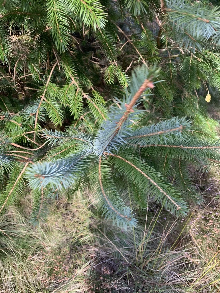 Picea Sitchensis