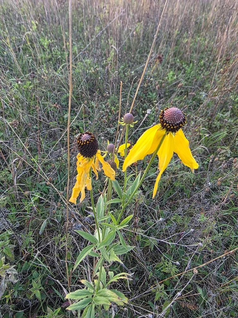 Ratibida Pinnata