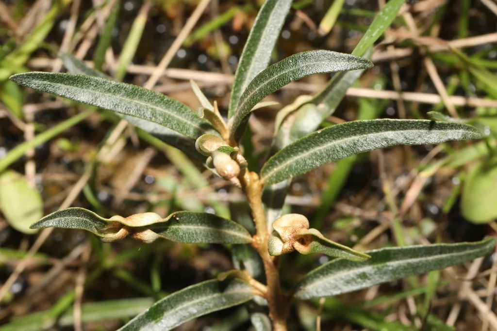 Hippophae Rhamnoides