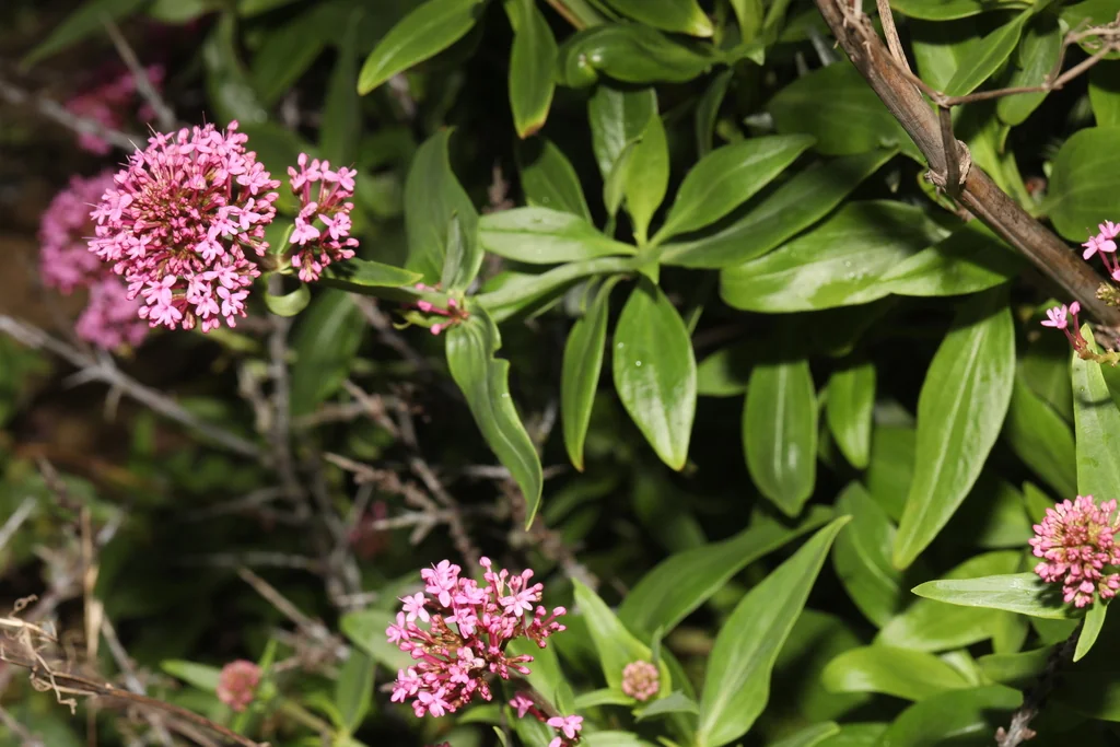 Centranthus Ruber
