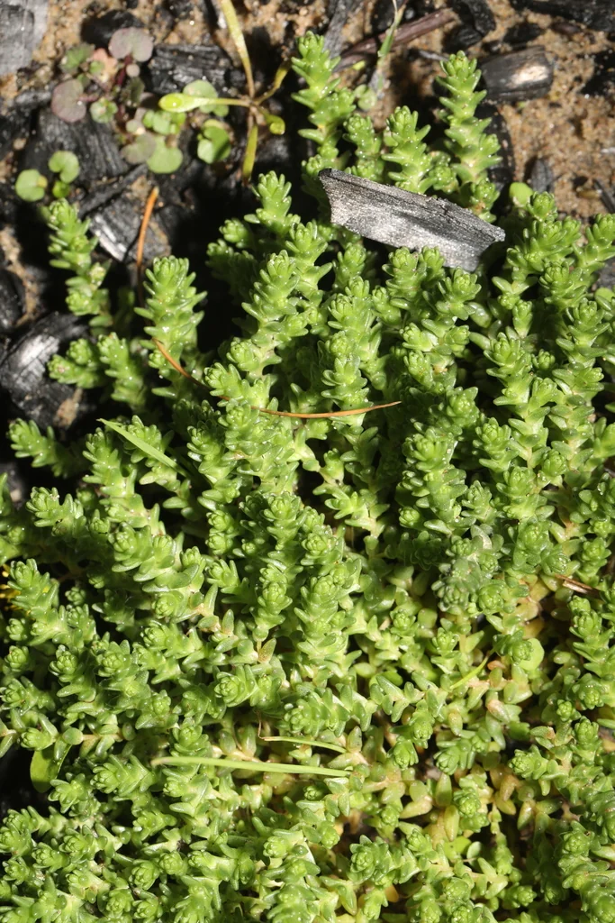 Sedum Acre