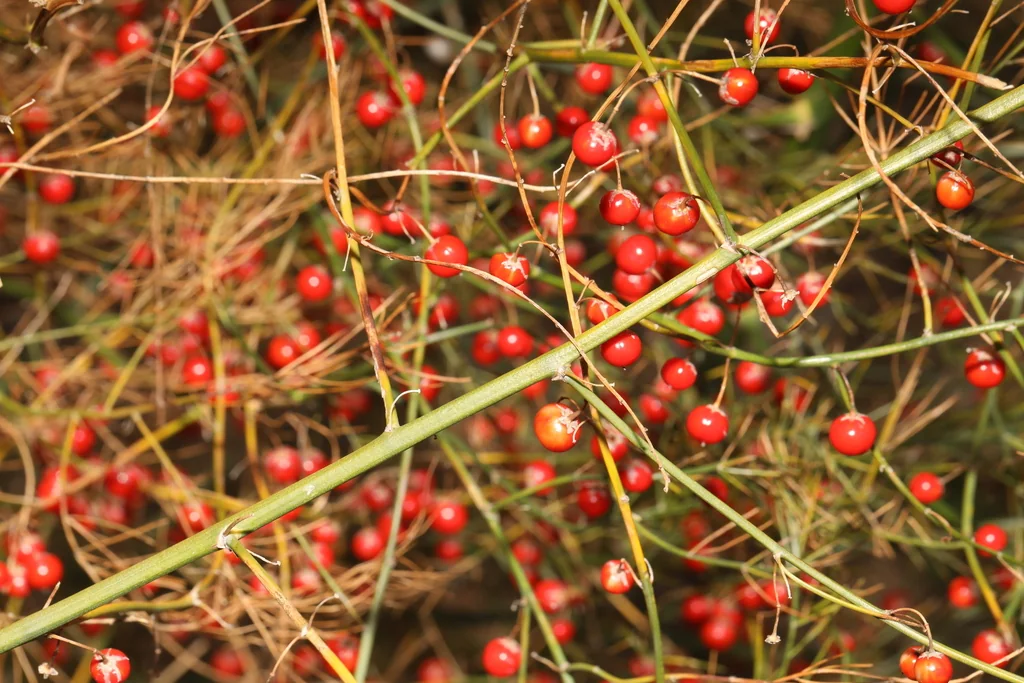 Asparagus Officinalis