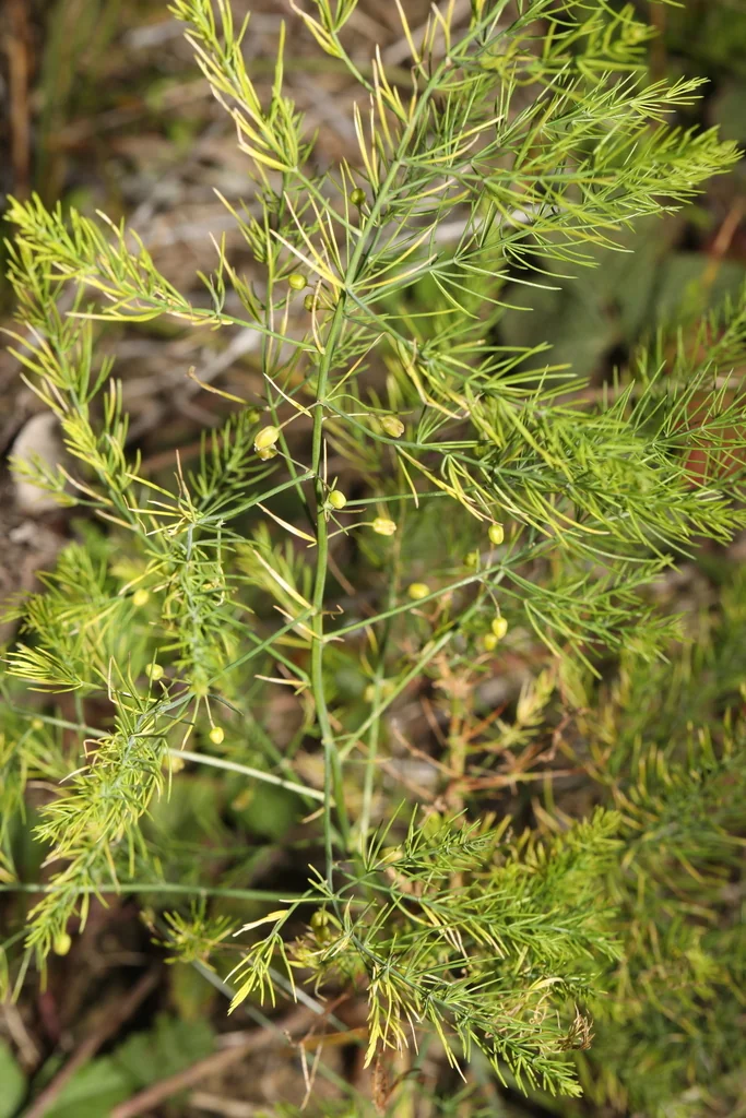 Asparagus Officinalis