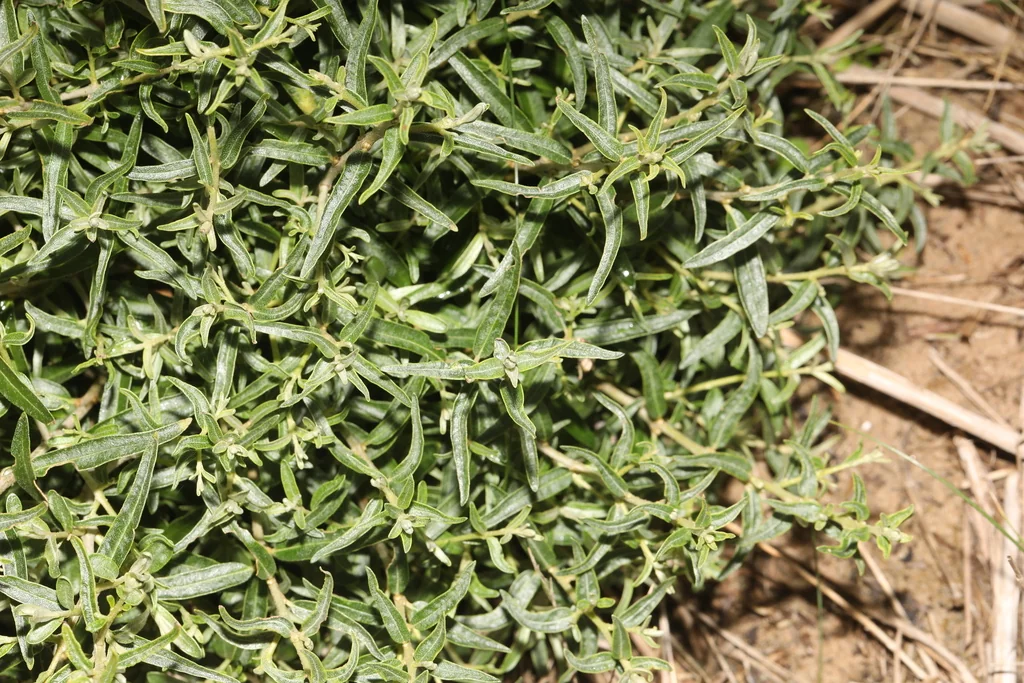 Hippophae Rhamnoides