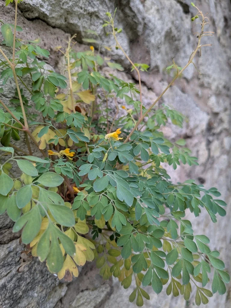 Corydalis Lutea