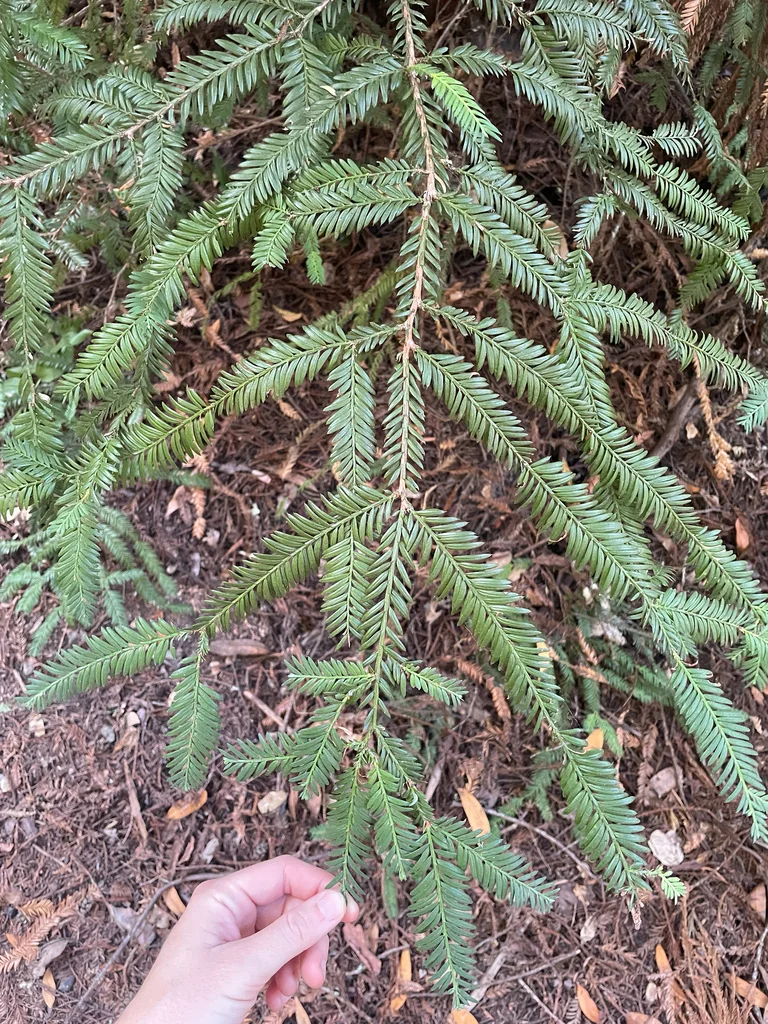 Sequoia sempervirens
