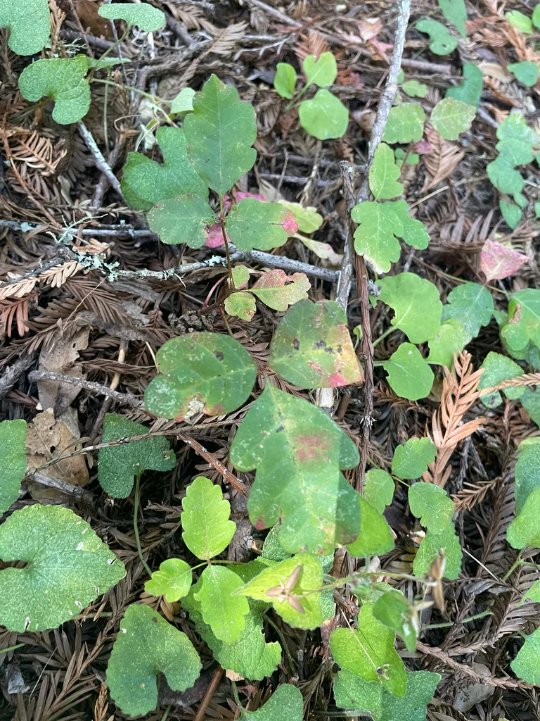 Toxicodendron Diversilobum