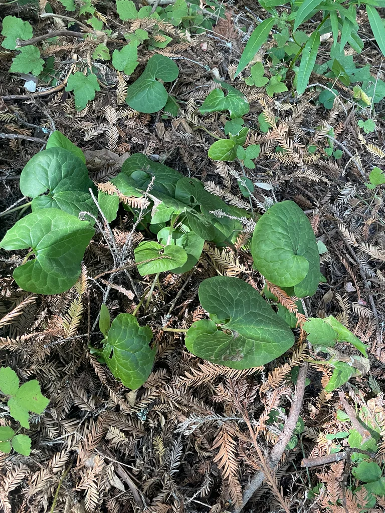 Asarum Caudatum