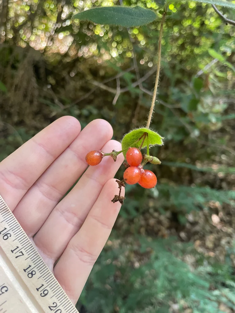 Lonicera Hispidula