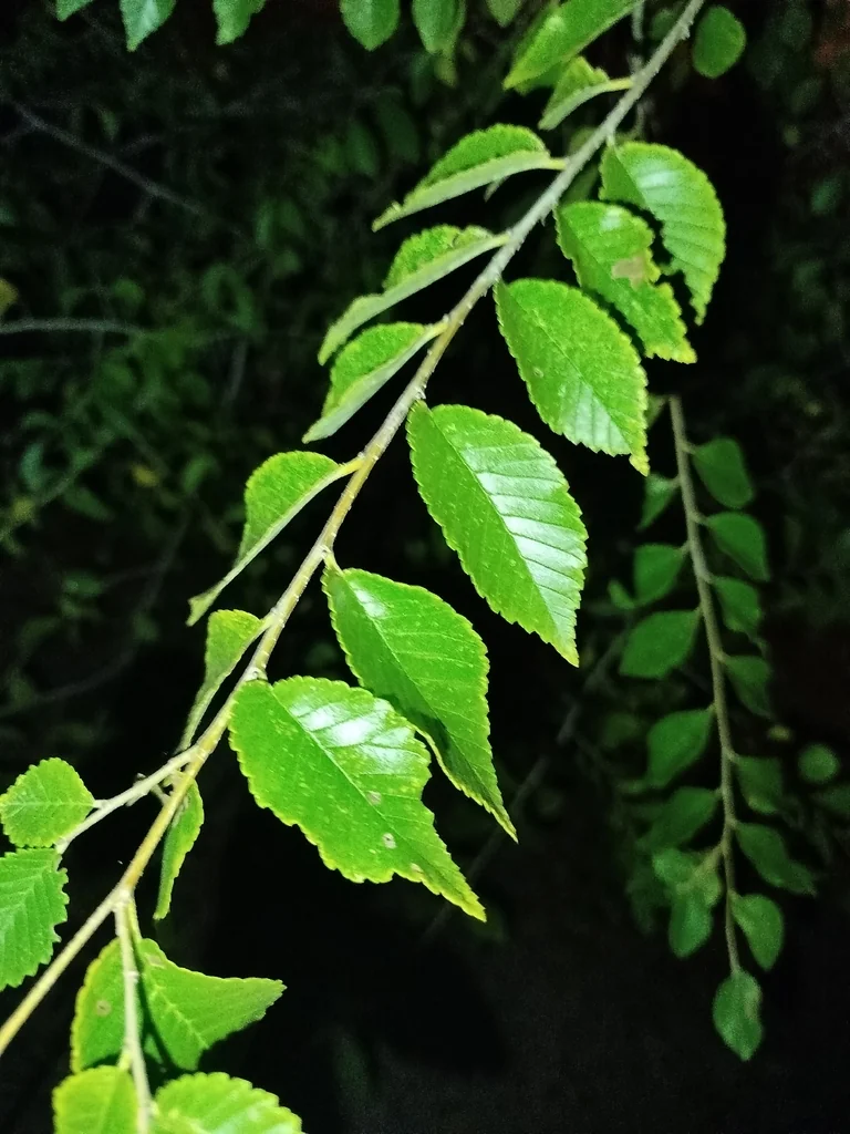 Ulmus Pumila