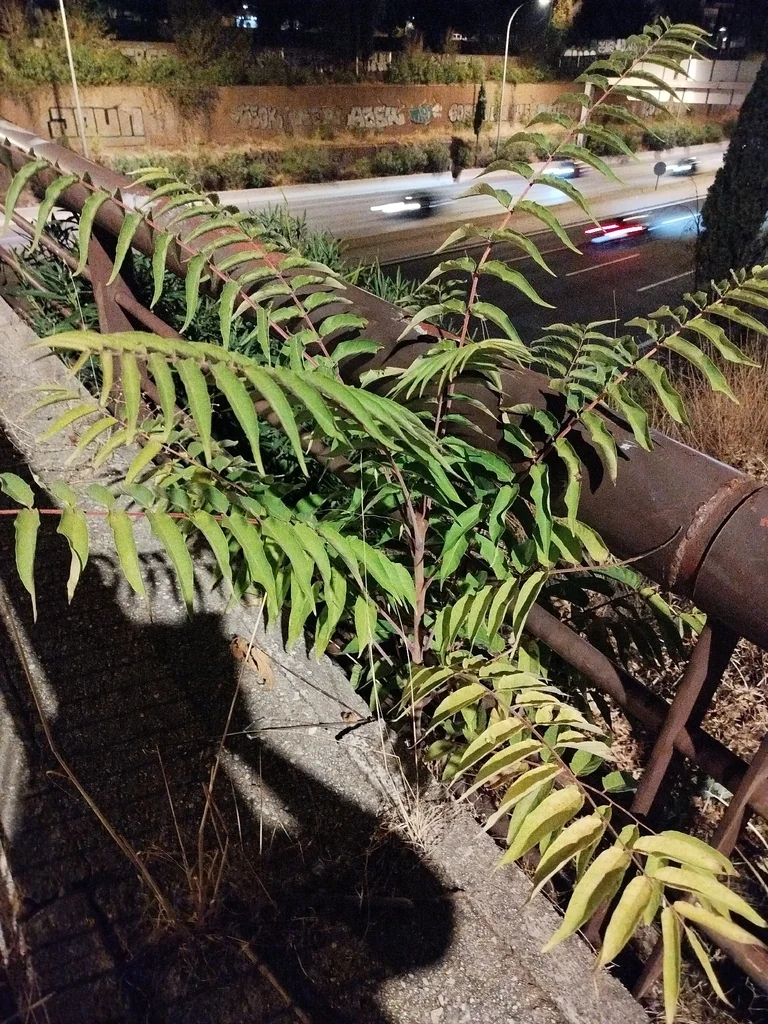 Ailanthus Altissima
