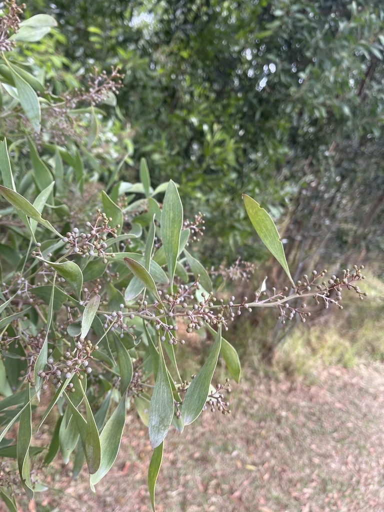 Acacia Melanoxylon