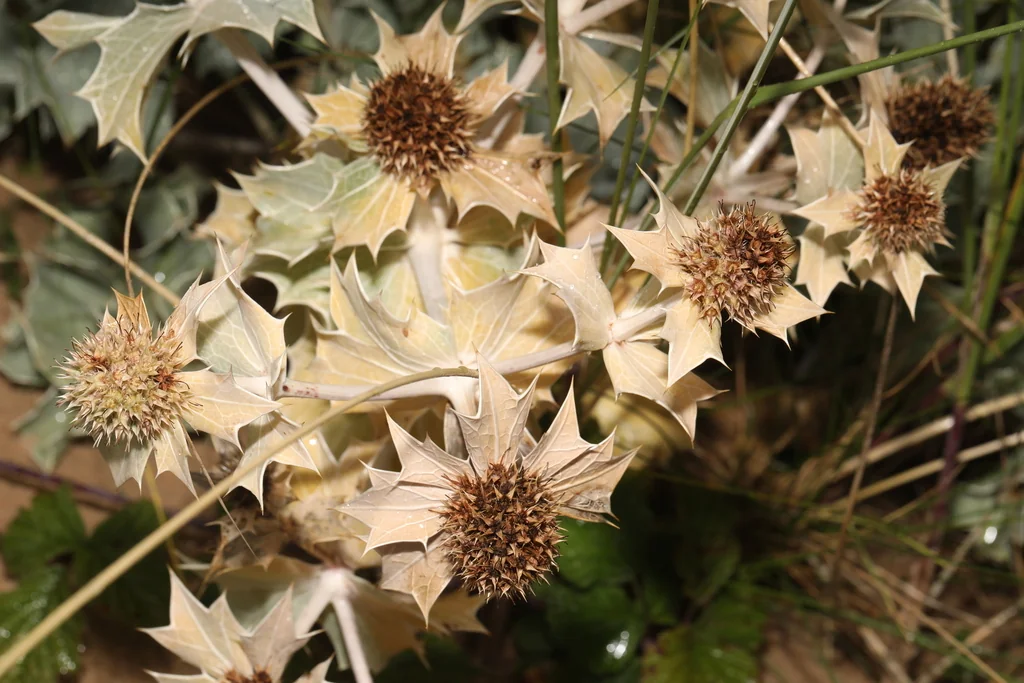 Eryngium Maritimum