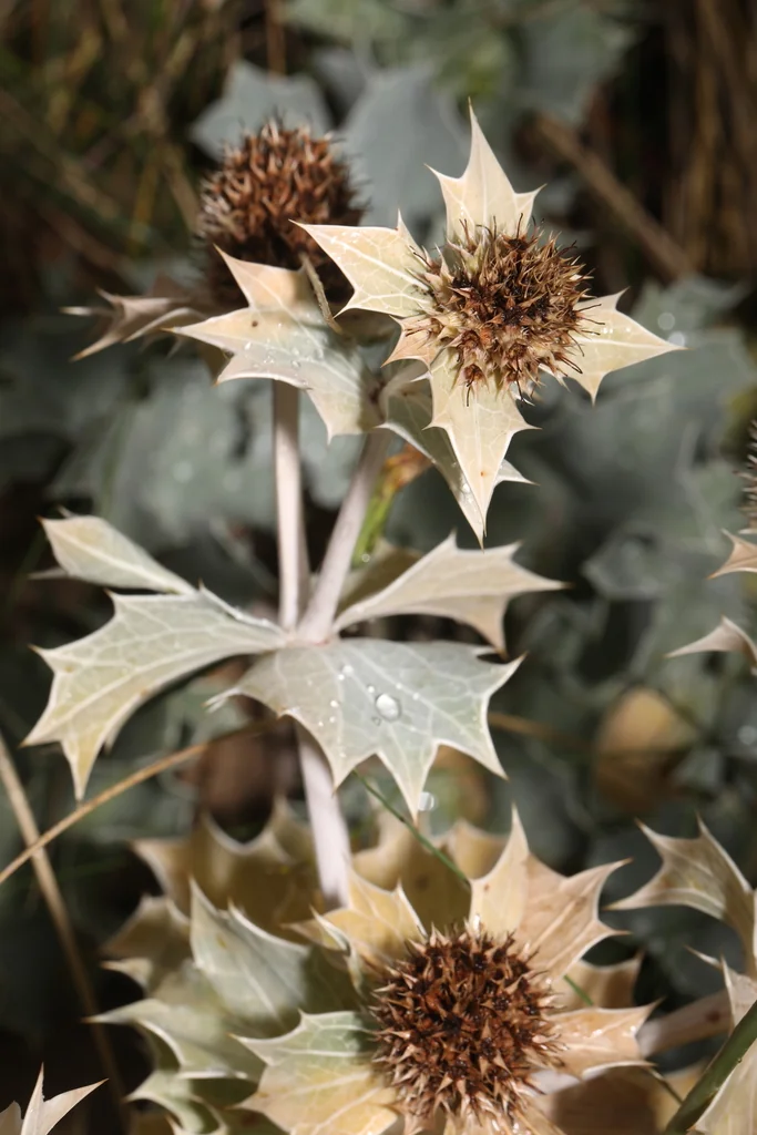 Eryngium Maritimum