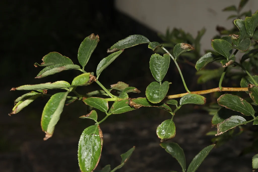 Sambucus nigra