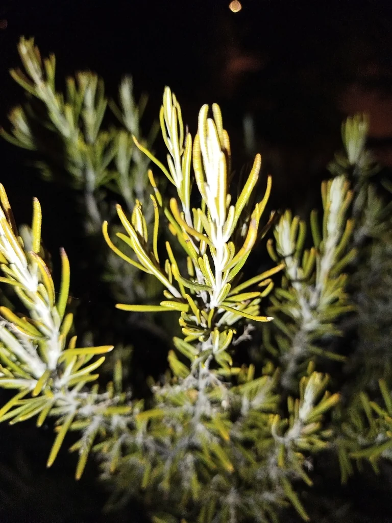 Rosmarinus Officinalis