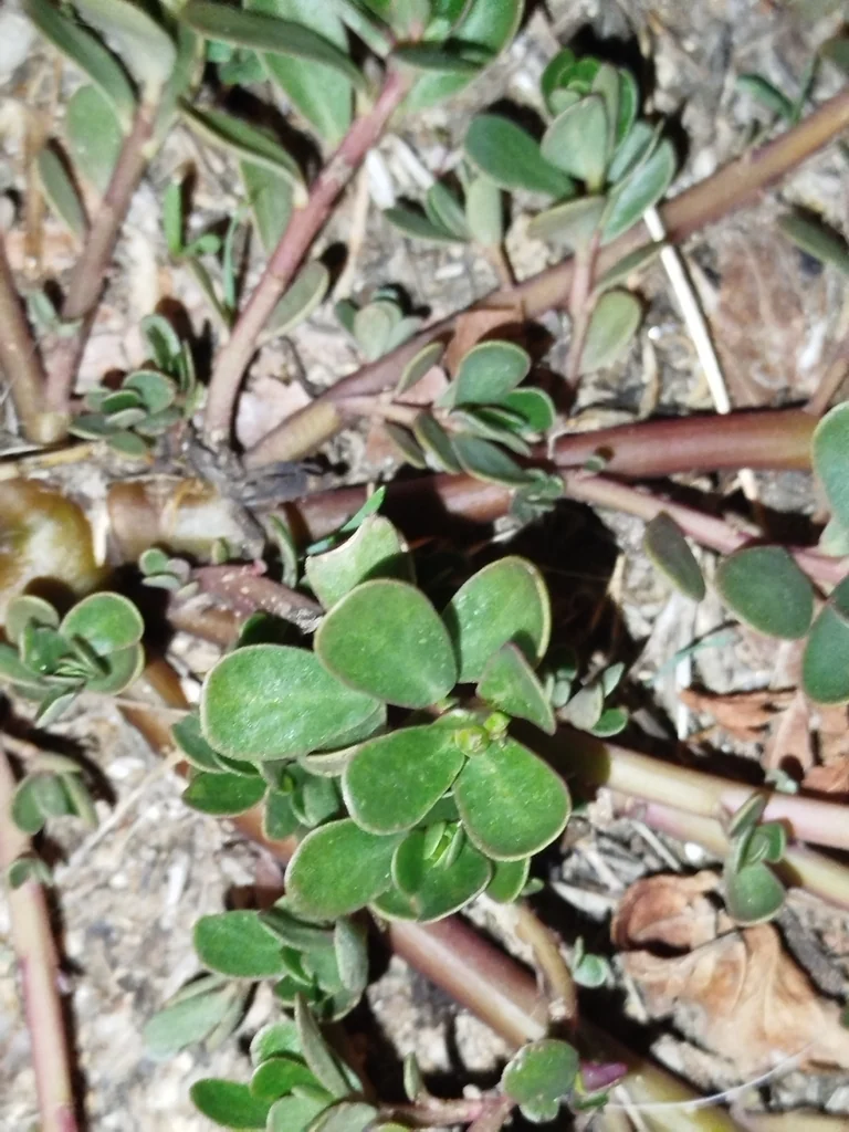 Portulaca oleracea