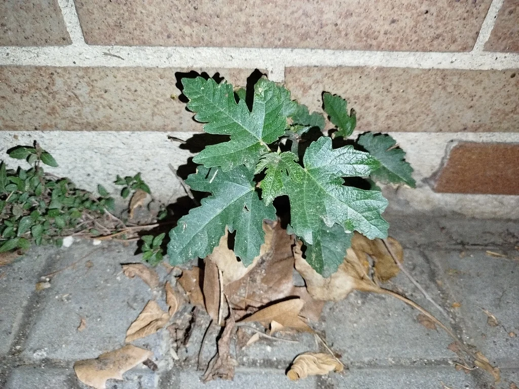 Ficus Carica
