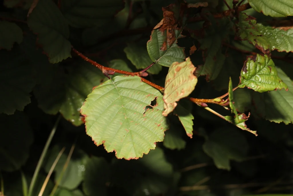 Alnus Glutinosa