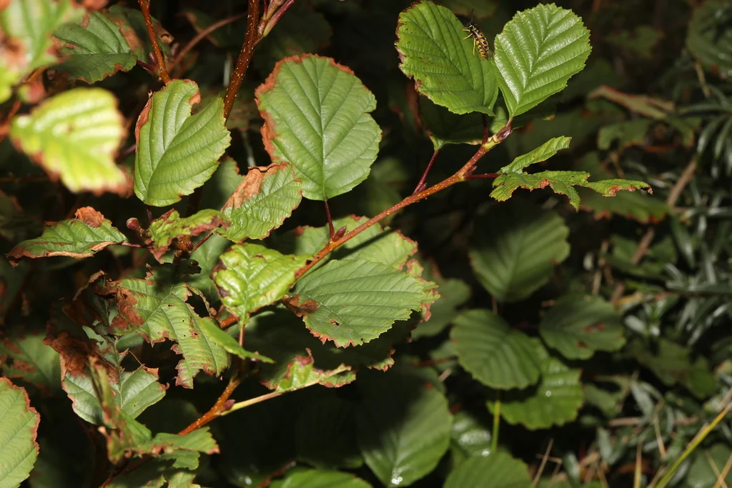 Alnus Glutinosa