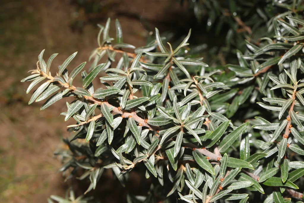 Hippophae Rhamnoides