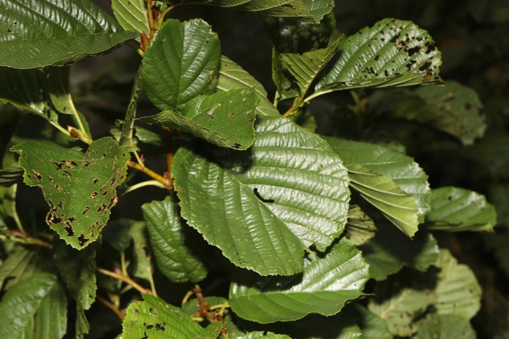 Alnus Glutinosa