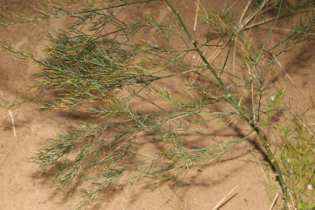 Asparagus Officinalis