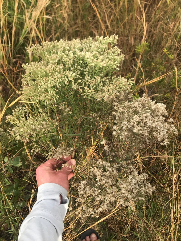 Eupatorium Hyssopifolium