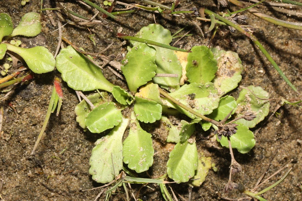 Bellis Perennis