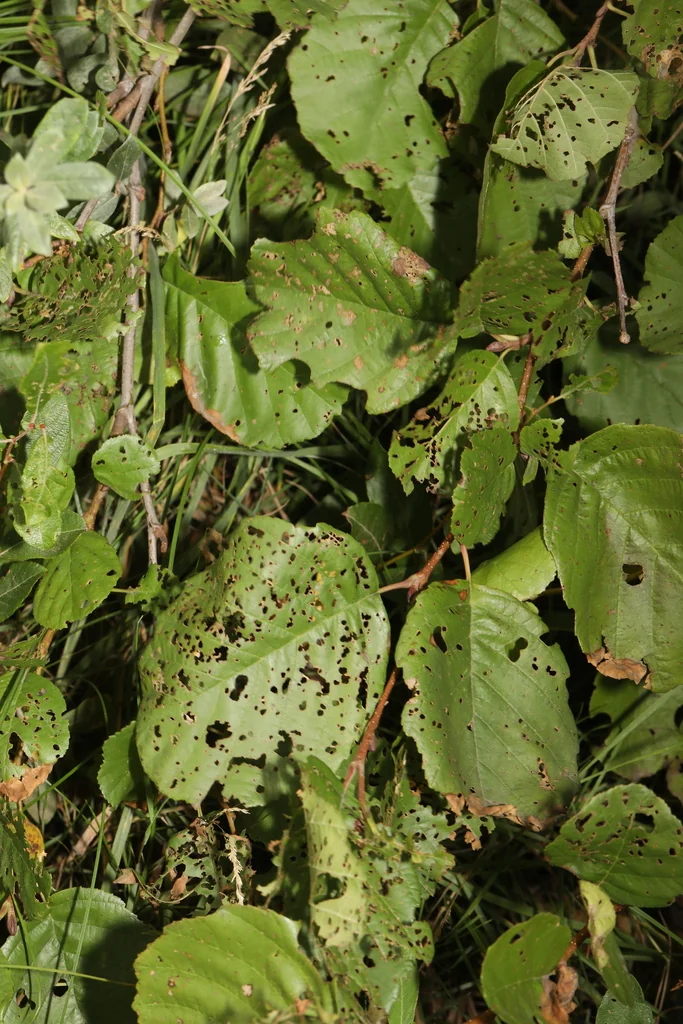 Alnus Glutinosa