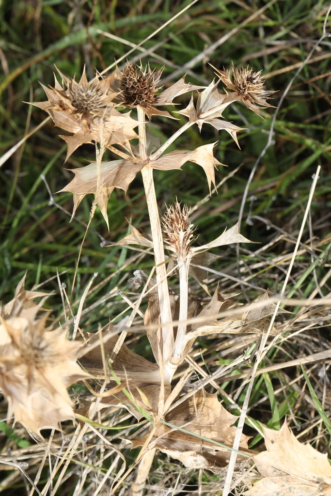 Eryngium Maritimum