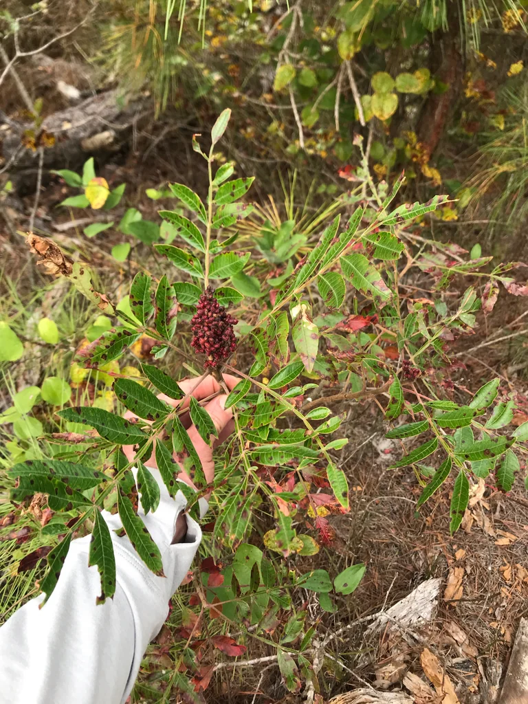 Rhus Copallina