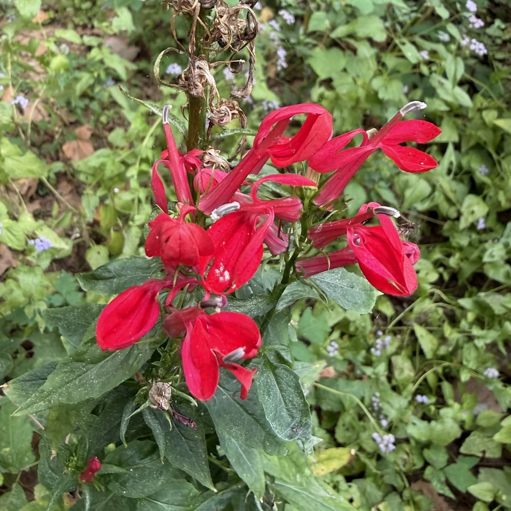 Lobelia Cardinalis