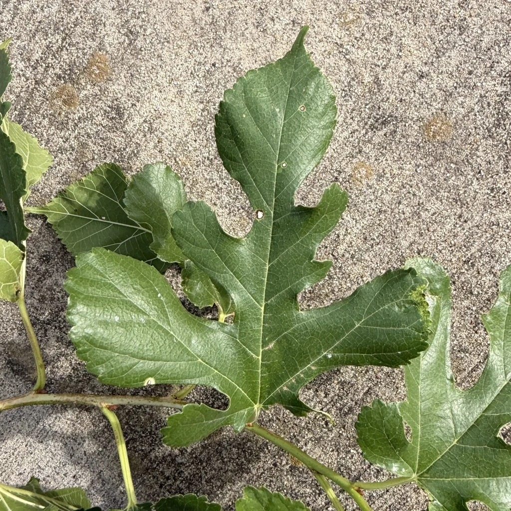 Morus Alba