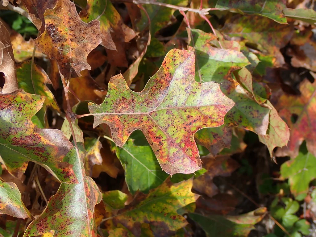 Quercus Ilicifolia