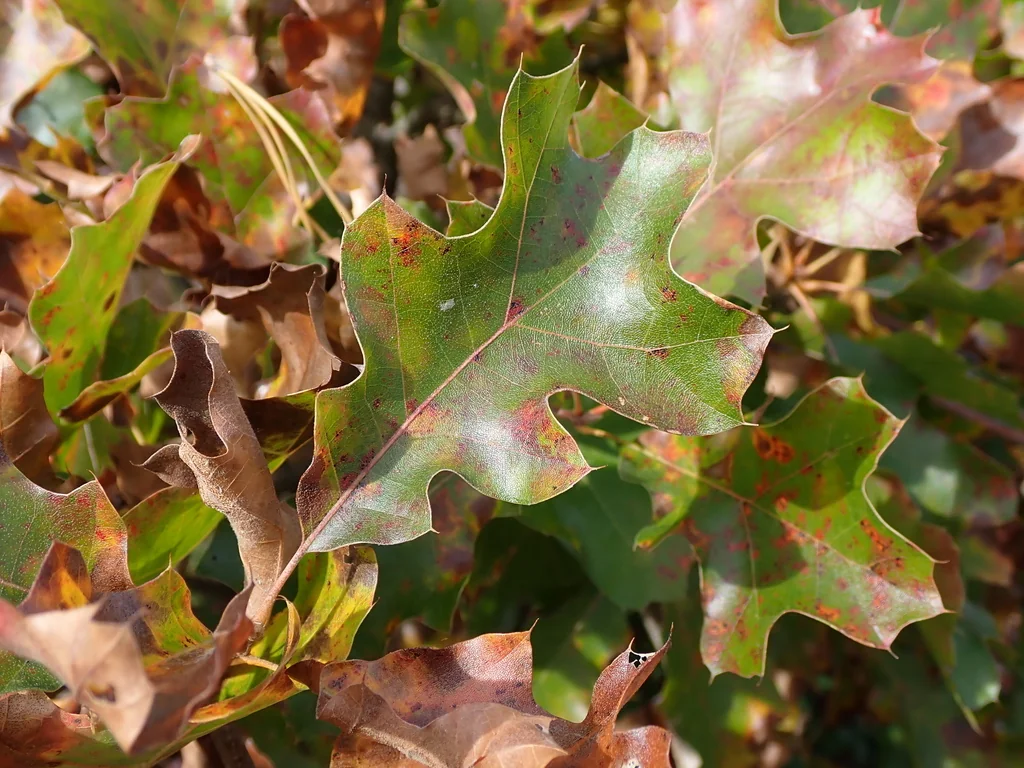 Quercus Ilicifolia