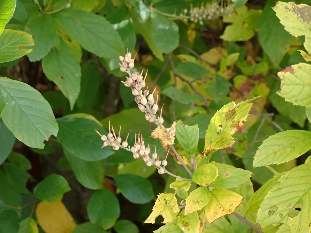Clethra Alnifolia