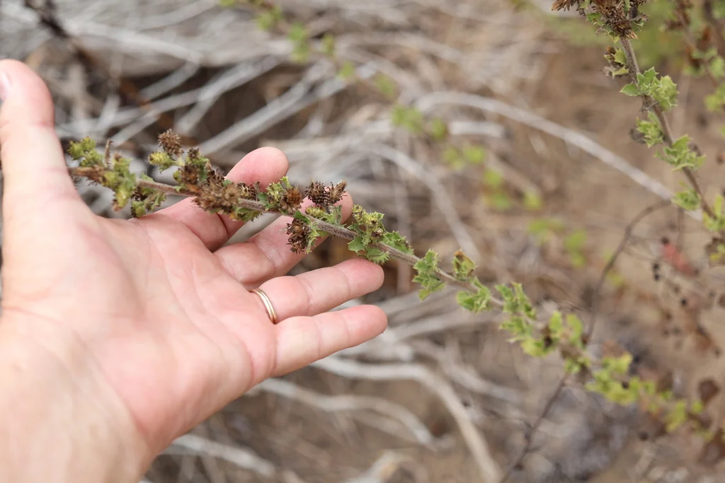 Hazardia squarrosa