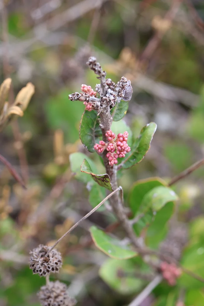 Rhus Integrifolia