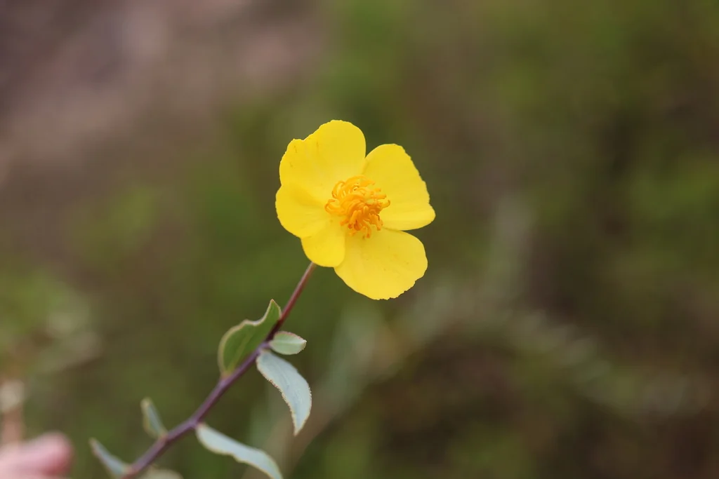 Dendromecon Rigida