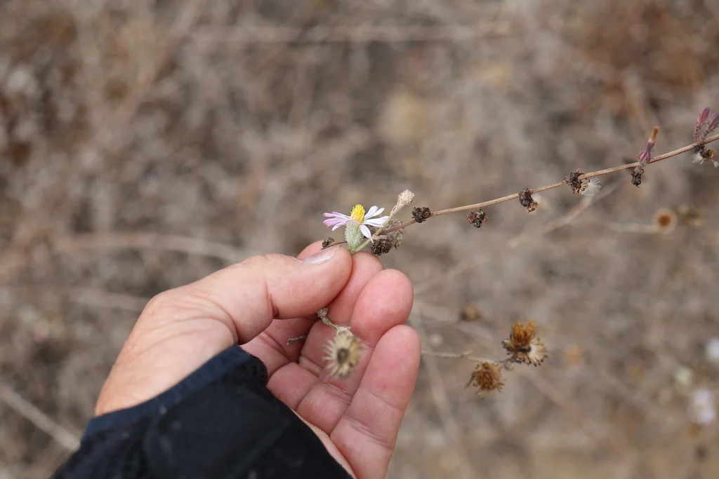 Lessingia Filaginifolia