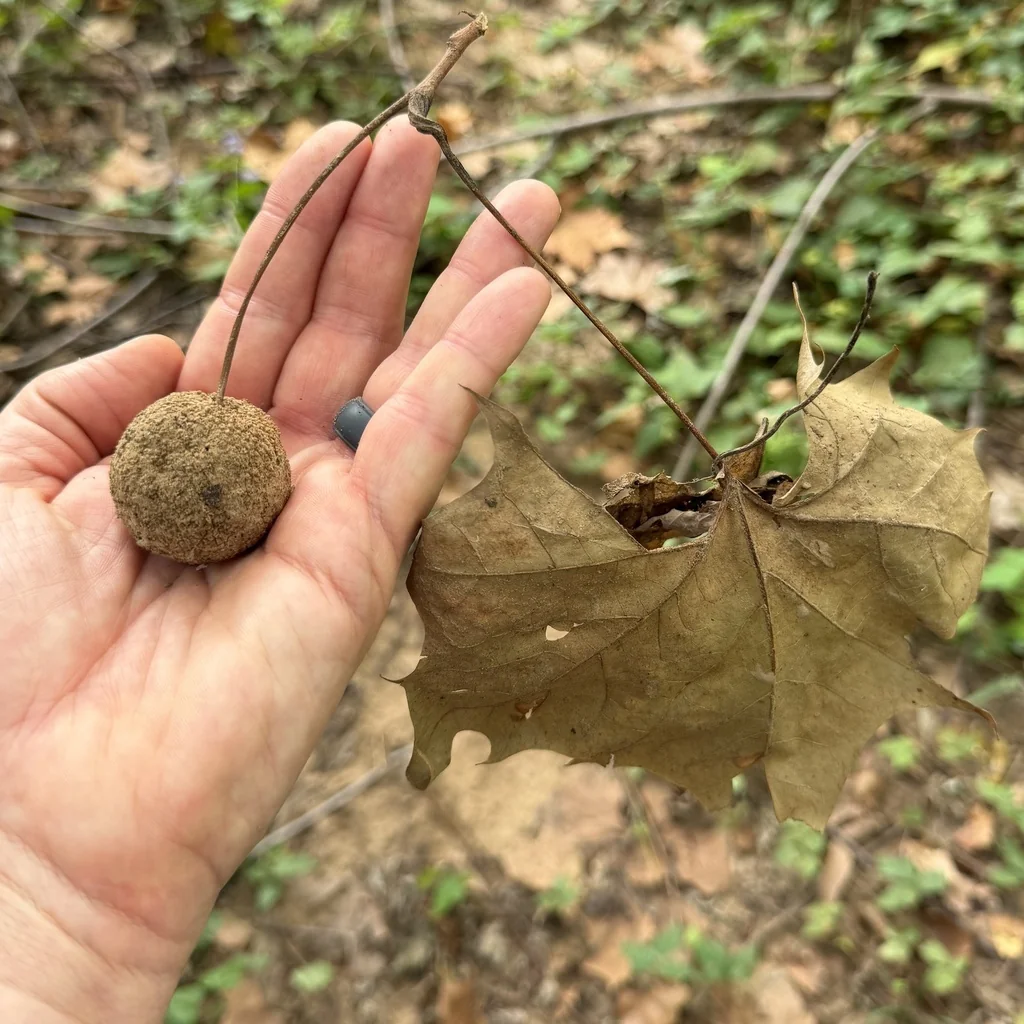 Platanus Occidentalis