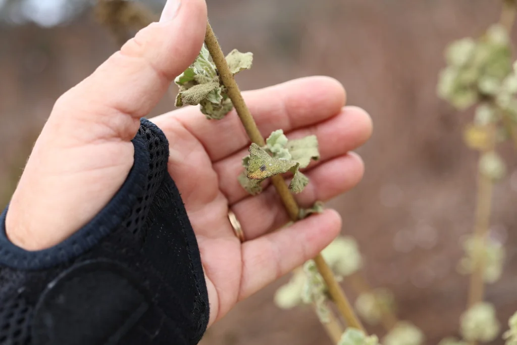 Malacothamnus Fasciculatus